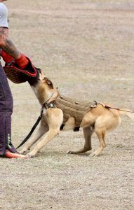 Obedient Belgian Malinois learning how to attack