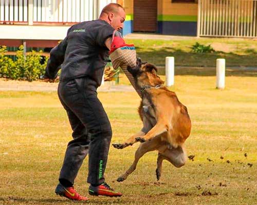 Obedient Belgian Malinois learning how to attack