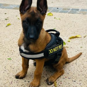 Belgian Malinois puppy ready to defend people