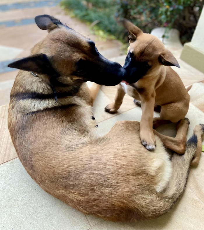 Belgian Malinois bitch and her baby dog